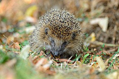 Take-Two CEO：《GTA6》会是有史以来最优秀的产品